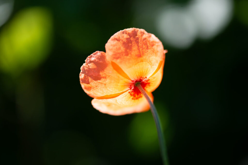 Photographie Un coquelicot qui ignore la photographe prise par La Fée Clotilde