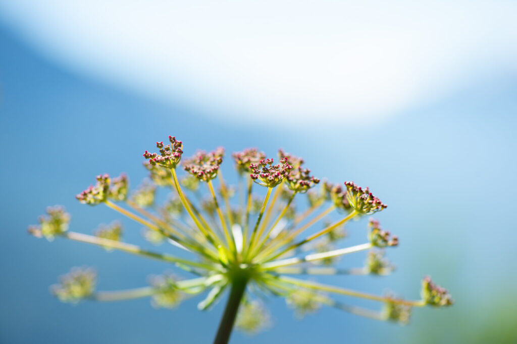 Photographie Épanouissement prise par La Fée Clotilde