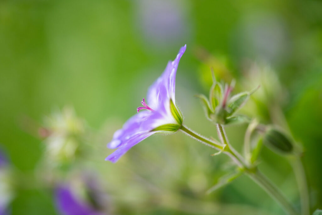 Photographie Expansion prise par La Fée Clotilde
