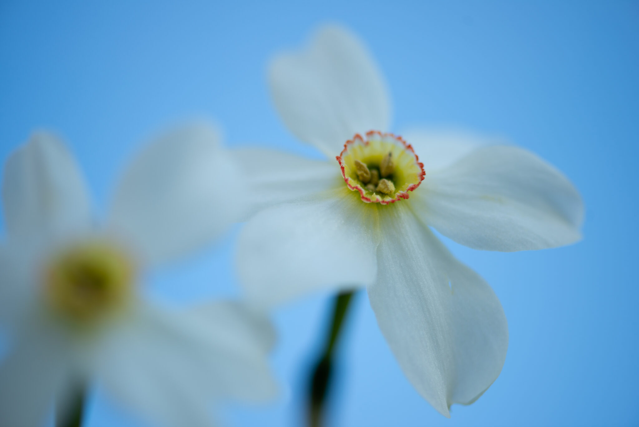 Photographie Fleur blanche prise par La Fée Clotilde