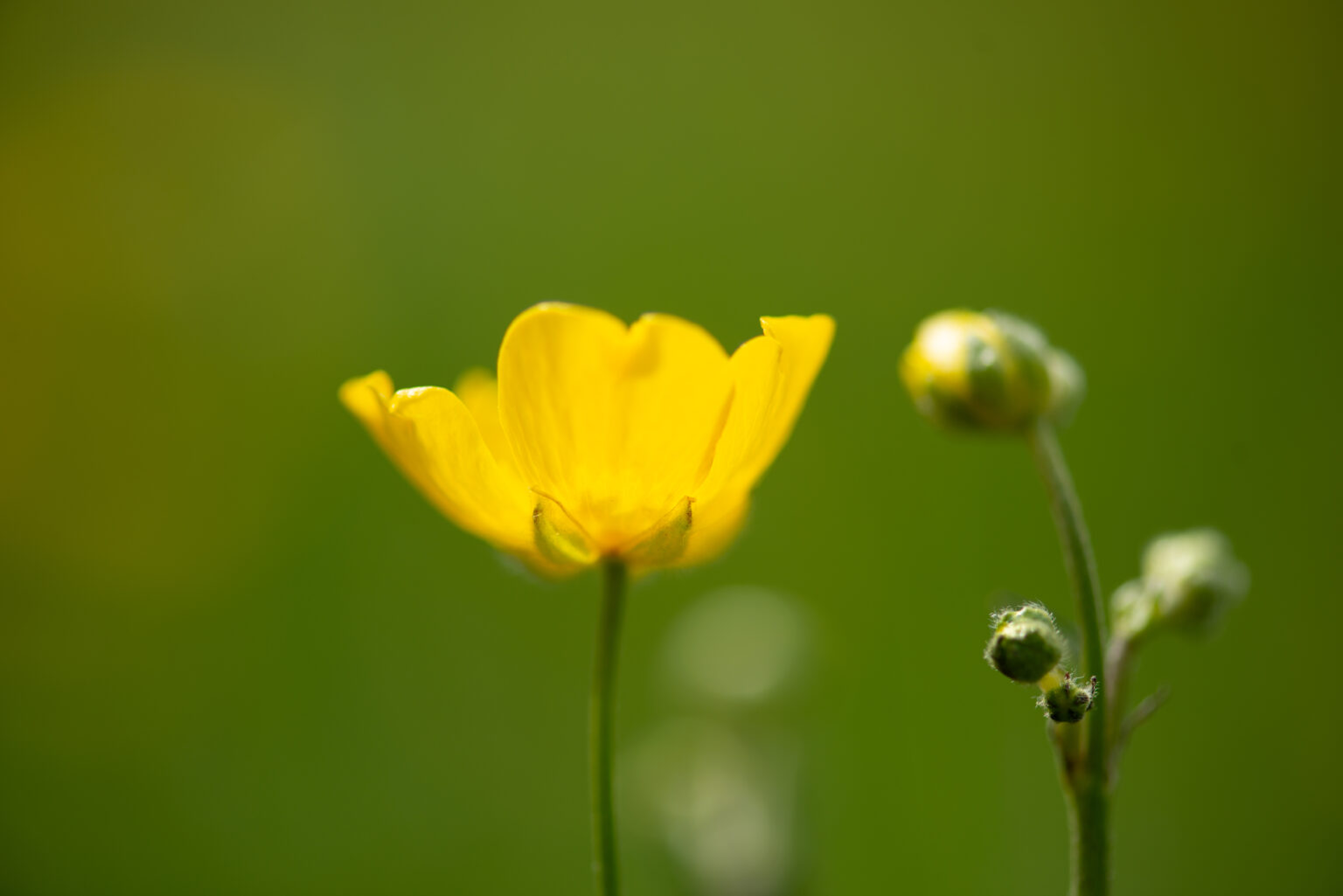 Photographie Fleur jaune prise par La Fée Clotilde