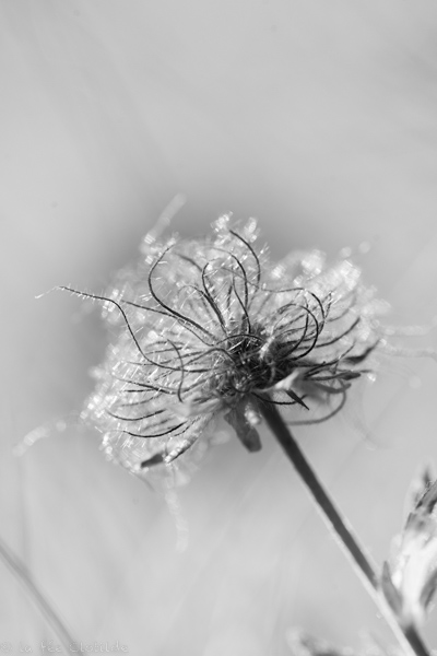 Photographie Froidure végétale prise par La Fée Clotilde