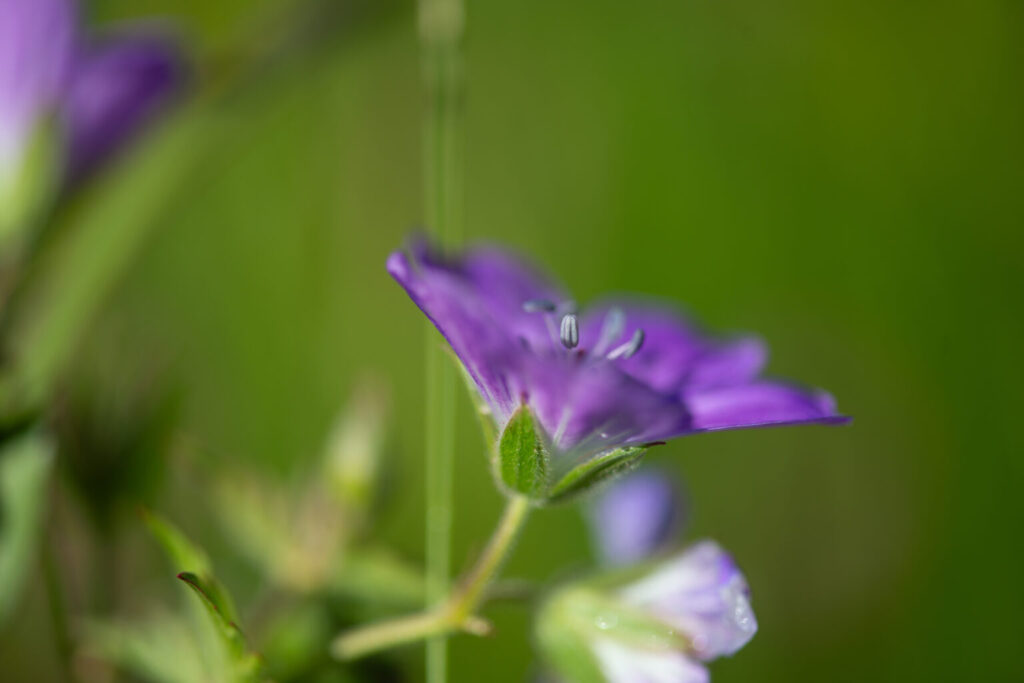 Photographie Géranium des bois prise par La Fée Clotilde
