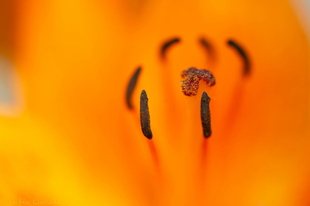 Photographie Quand le lys orangé se fait tirer le portrait! prise par La Fée Clotilde