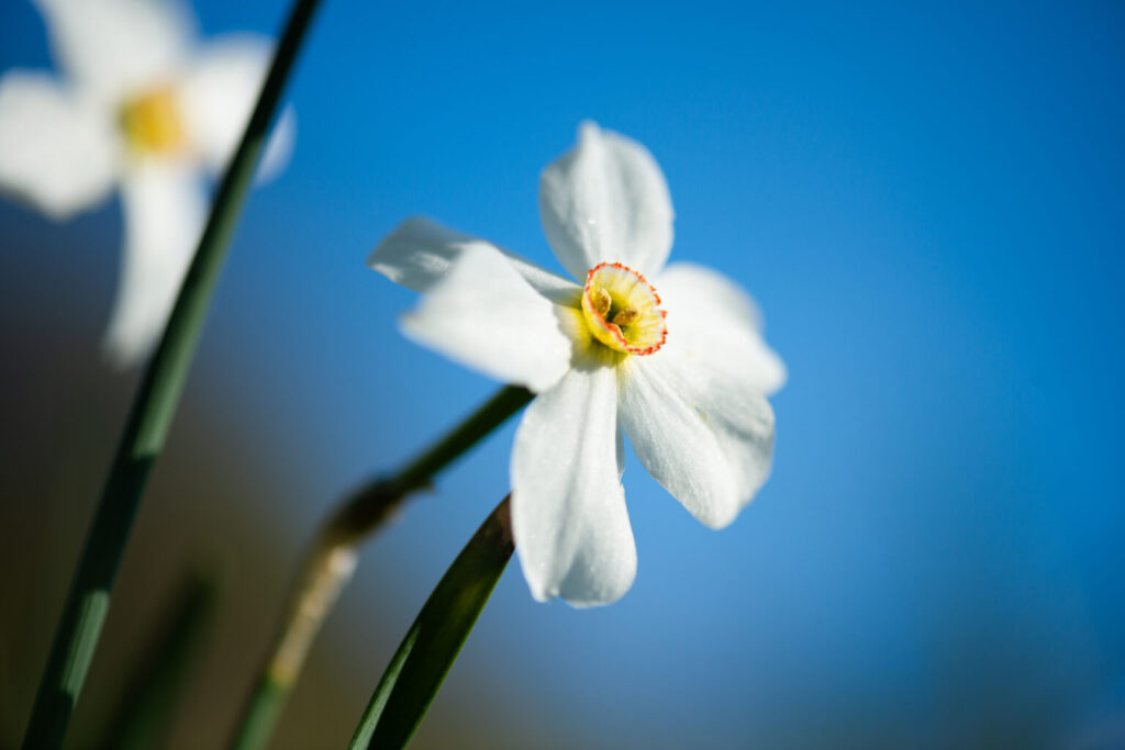 Photographie Narcisse des poètes prise par La Fée Clotilde
