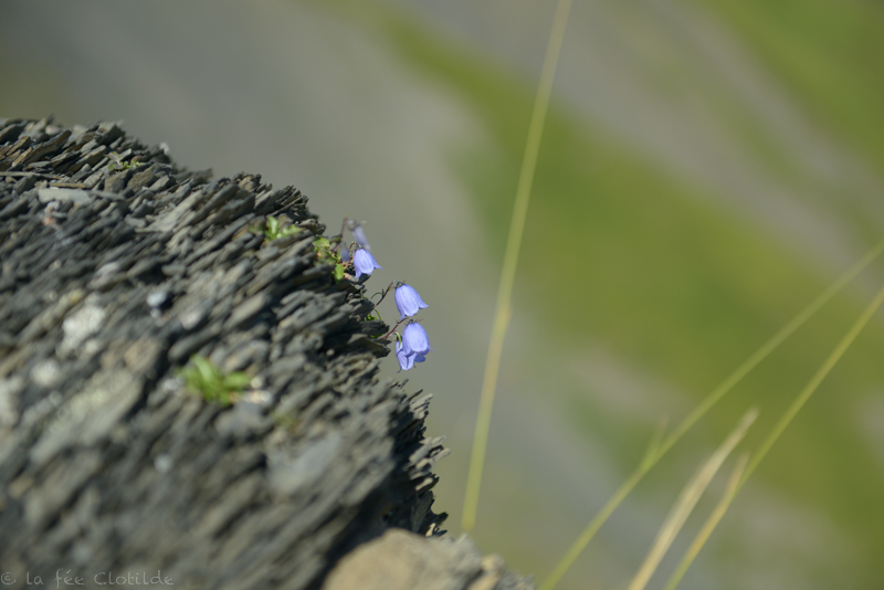 Photographie La nature relève tout défi, même croître en milieu en apparence peu propice… prise par La Fée Clotilde