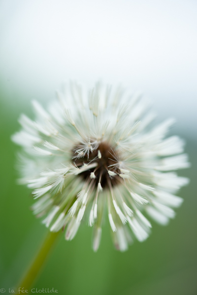 Photographie Pissenlit délicat prise par La Fée Clotilde
