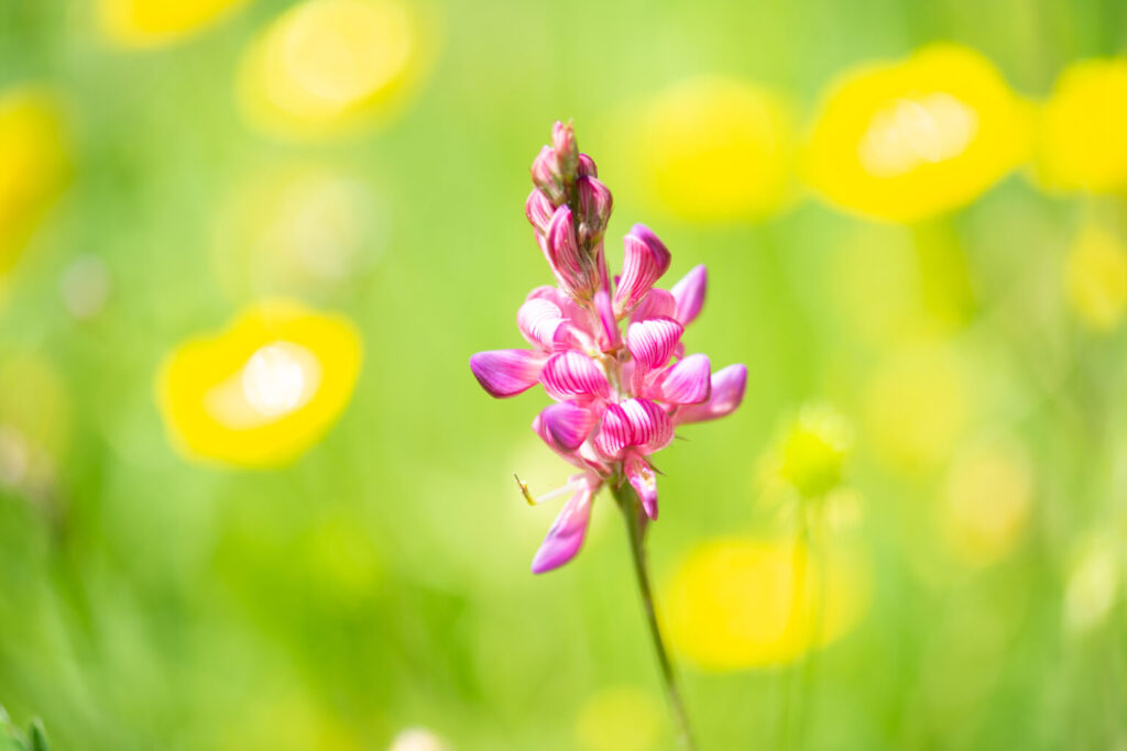 Photographie Villégiature de soleils prise par La Fée Clotilde